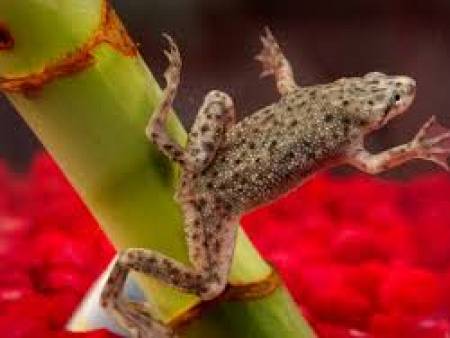 African Dwarf Frog