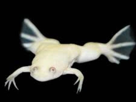 African Dwarf Frog Albino