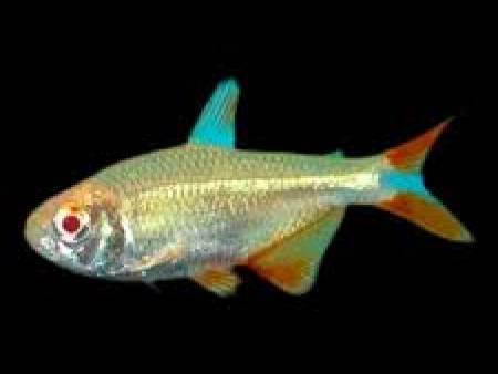 Albino Buenos Aires
