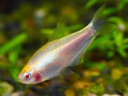 Albino Emperor