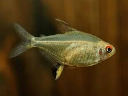 Albino Lemon Tetra