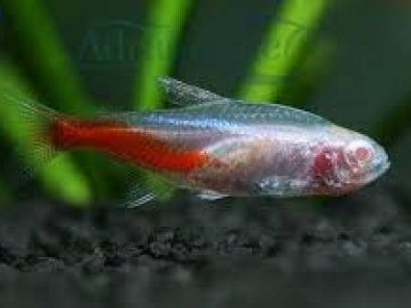 Albino Neon Tetra