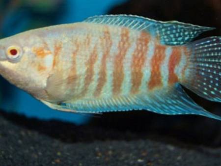 Albino Paradise Fish