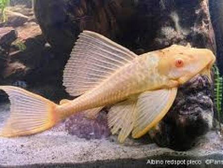 Albino Plecostomus