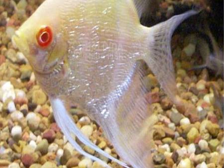 Albino Red Eye Angel