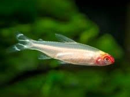 Albino Rummy Nose