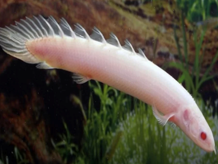 Albino Senegalus Bichir