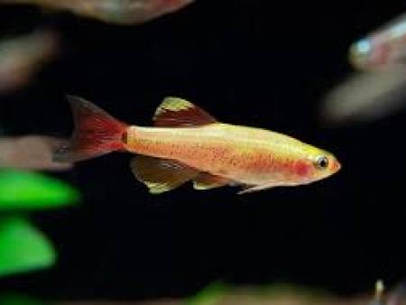 Albino White Cloud Mountain Minnow