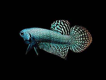 Alien Betta
