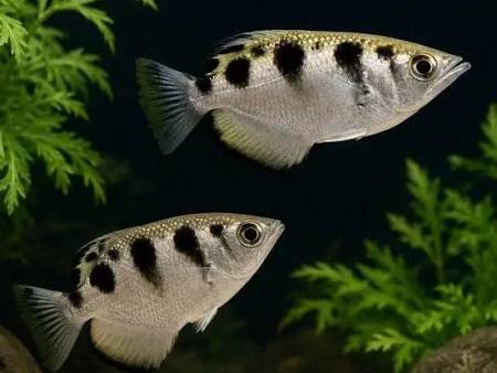 Archer Fish