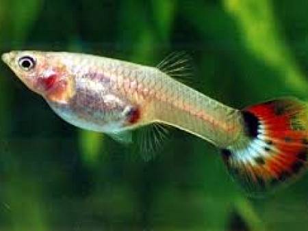 Assorted Female Guppy