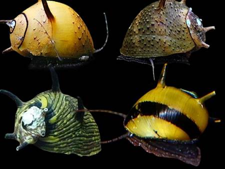 Assorted Horn Snail
