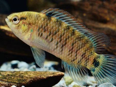 Badis Badis
