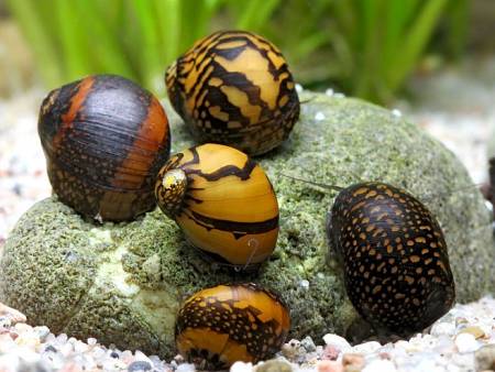 Batik Snail