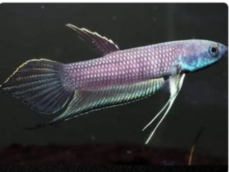 Betta Cracens
