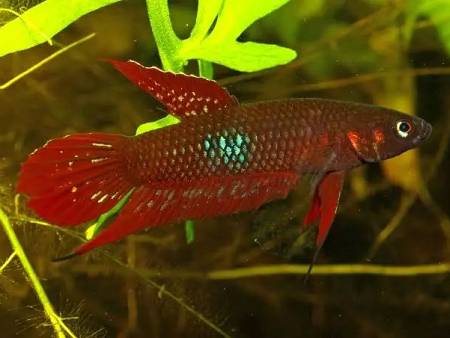Betta Coccina