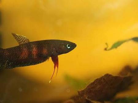 Betta Miniopina