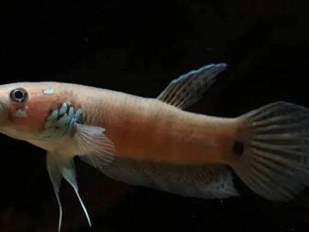 Betta Ocellata