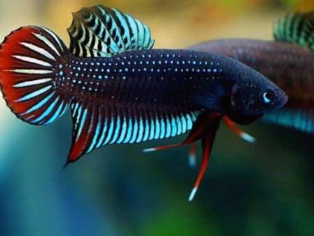 Betta Rutilans