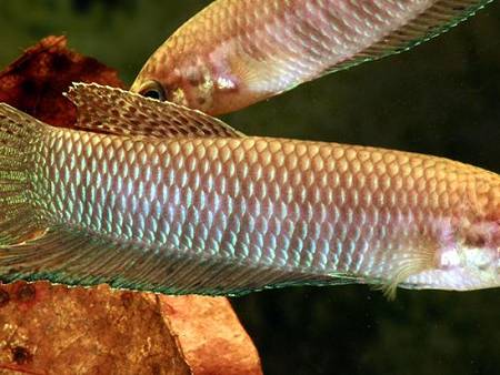 Betta Siamorientalis