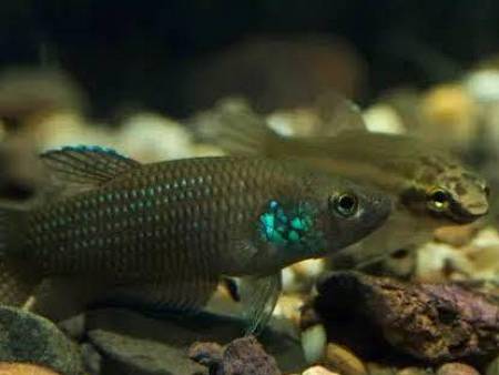Betta Stigmosa