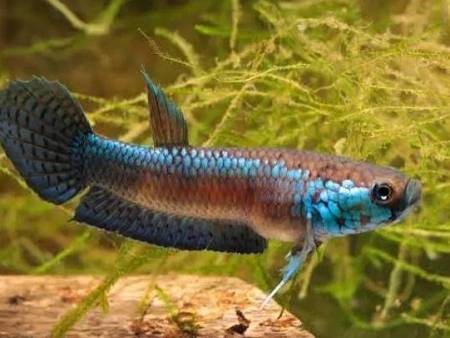 Betta Unimaculata