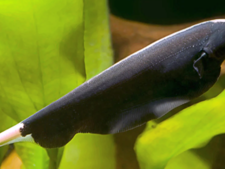 Knifefish Black Ghost