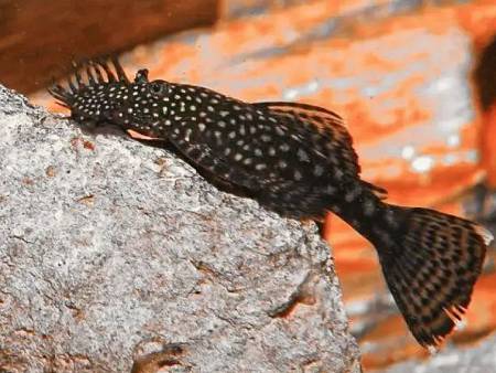 Black Ancistrus L144