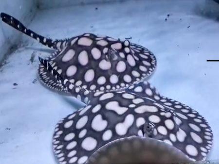 Black Diamond Stingray