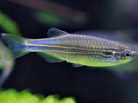 Blue Danio