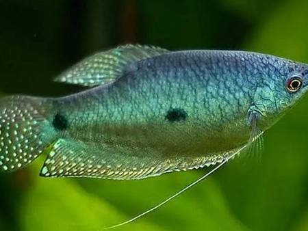 Blue Gourami