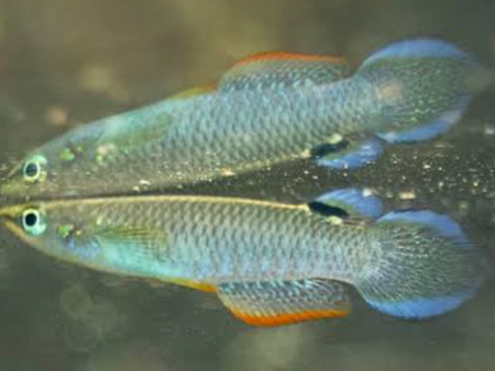 Blue Panchax