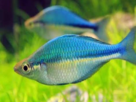 Blue Rainbow