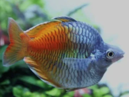 Boesemani Rainbow Baloon
