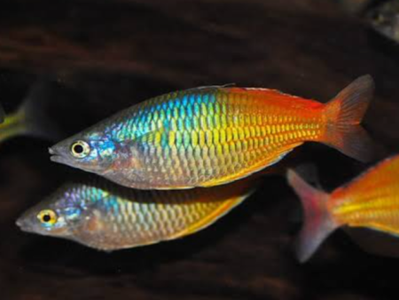 Boesemani Rainbow