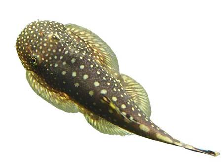 Borneo Sucker