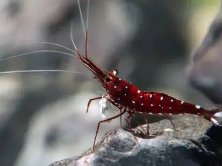Cardinal Sulawesi Shrimp