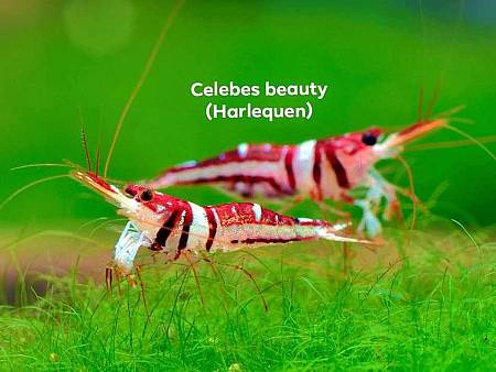 Celebes Beauty