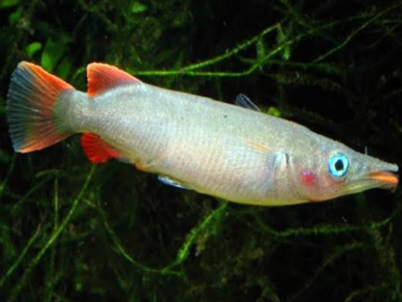 Celebes Halfbeak