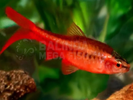 Cherry Barb Longfin