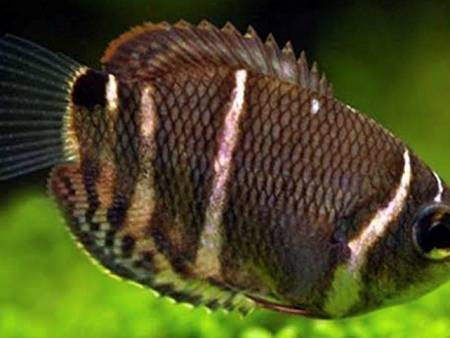 Chocolate Gourami