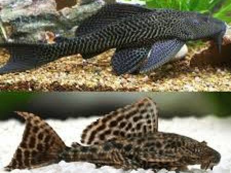 Common Plecostomus