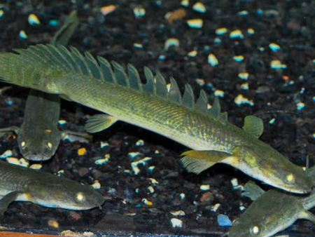Congo Bichir