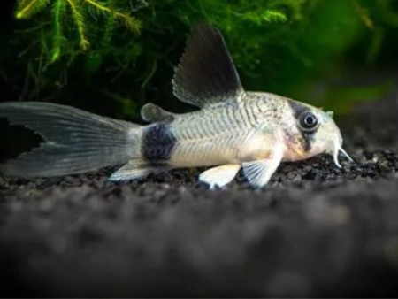 Corydoras Panda Longfin