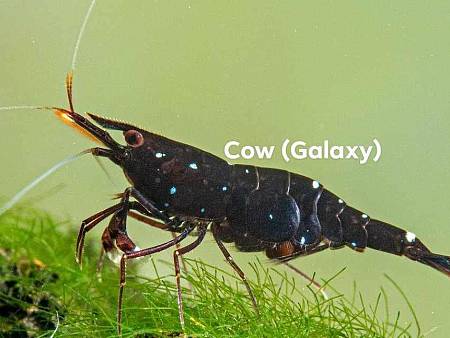Cow (Galaxy) Shrimp
