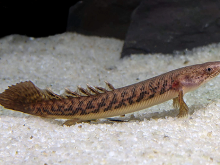 Cross River Bichir