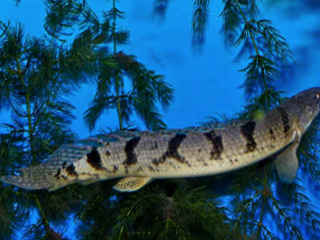 Delhezi Bichir
