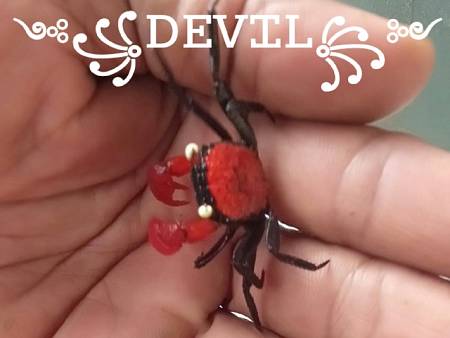 Devil Crab