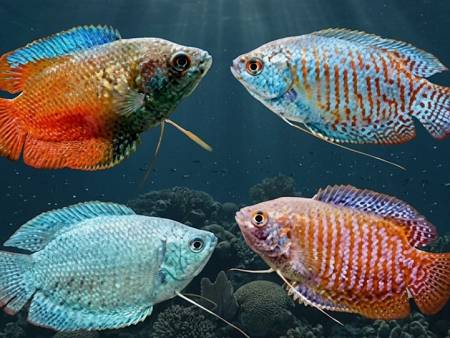 Dwarf Gourami (Slide 1)
