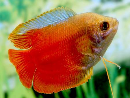 Dwarf Gourami (Slide 2)